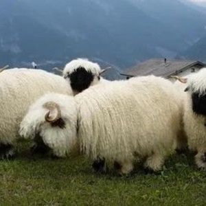 Meet your Posher, Pamela